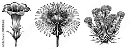 Botanical sketches of trumpet flower, dandelion, and composite bloom, rendered in intricate black and white art, ideal for scientific or vintage design use.