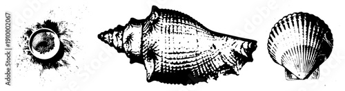 collection including conch, scallop, and bowl with star anise, stylized vector art, marine motifs, botanical illustration, design.