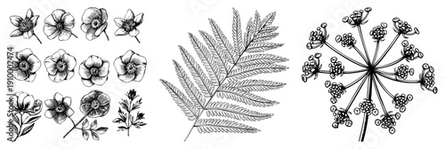 Detailed black and white botanical drawings of poppies, fern fronds, and carrot like flower clusters, ideal for design, print, or educational use.