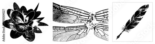 Graphic featuring a textured flower, detailed dragonfly wings, and feather quill, rendered in halftone style. Vector art for design, print, or digital use.