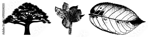Vector botanical illustrations tree silhouette, textured flower, detailed leaf with veins, black and white, nature art, isolated elements, plant anatomy, graphic design assets.