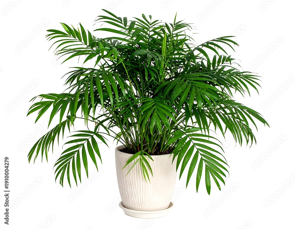 Obraz premium Lush green parlor palm in a white, ribbed pot, on a white background