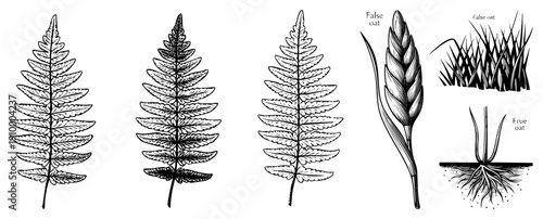 Detailed botanical drawings of fern fronds and false oat plant anatomy, including root systems and seed heads, rendered in black ink art for scientific or educational use.