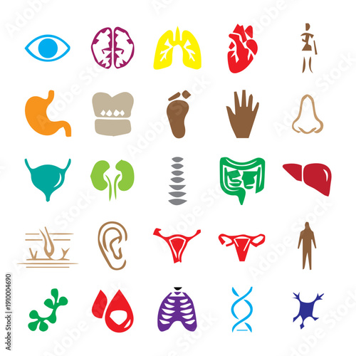 Human Anatomy Icons