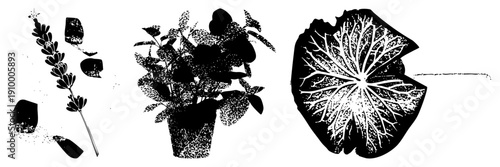 Black and white halftone vector illustrations of lavender sprig, potted foliage, and lotus leaf, isolated botanical elements, stylized plant forms, graphic design assets.