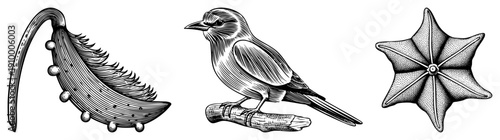 Artistic black and white halftone renderings of a bird perched, starfish, and seed pod, detailed art, nature motifs, isolated vector graphics.