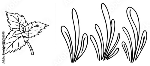Botanical of mint sprig with serrated leaves, grass tufts, nature doodle, herbal sketch, plant vector, botanical illustration, herbal design.