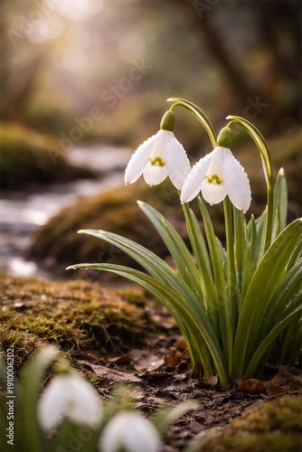  Early Spring Snowdrops Blooming in Forest with Soft Golden Light