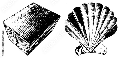 Hand drawn wood block with grain texture and scallop with fan like ridges, both in halftone style, isolated vector graphics for design use.