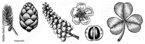 Detailed black and white botanical drawings of podocarp cone, cherry blossom, grapevine, and four leaf clover, rendered in halftone style.