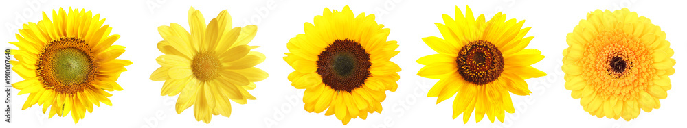 Fototapeta premium Various yellow flowers isolated on white, set