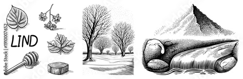 Botanical sketch of linden tree elements, including leaves, flowers, and wood, rendered in halftone engraving style, ideal for herbal or nature themed design.