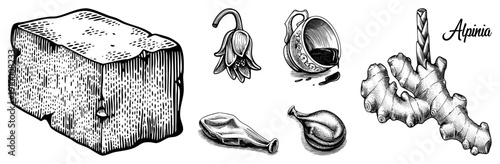 Detailed engraved style botanicals including Alpinia root, ginger, bellflower, and ceramic vessel, rendered in with hatching and stippling.