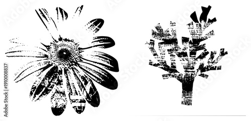 Black and white and arboreal vector graphics with halftone grain, isolated botanical elements, artistic print style, graphic design assets.