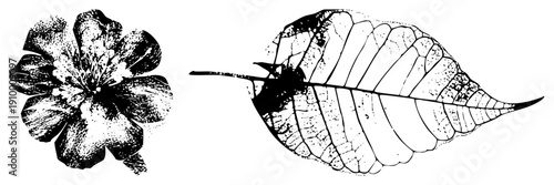 Hand drawn botanical flower and leaf, halftone texture, scientific illustration, nature study, plant anatomy, black and white vector art.