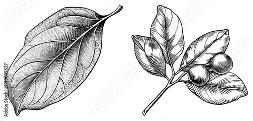 Hand drawn coffee leaf with vein texture, coffee cherry branch with berries, botanical sketch, plant anatomy, vintage engraving style, natural science illustration.