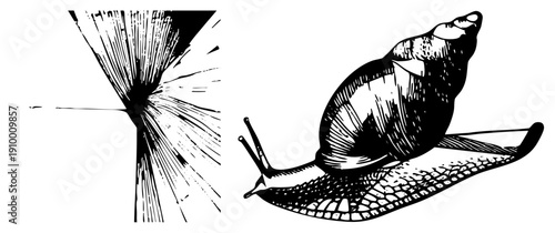 Black and white vector snail with detailed texture, radiating background, halftone shading, isolated illustration, stylized creature, graphic design element.
