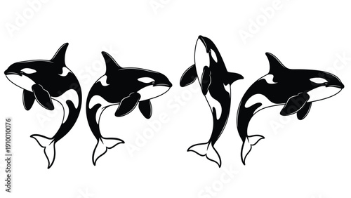 Dynamic Killer Whale Orca Vector Illustrations Set. Black and white marine mammal in various swimming poses.