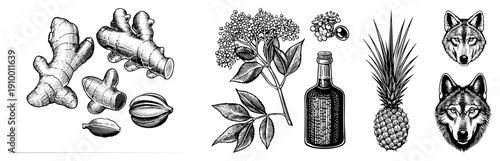 Detailed black and white sketches of ginger, elderberry,, and wolf heads, rendered in classic engraving technique with fine hatching and clean.