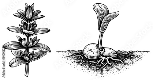 Detailed art of flowering plant stem with leaves and sprouting seed with roots, botanical study, plant growth stages, horticultural diagram.