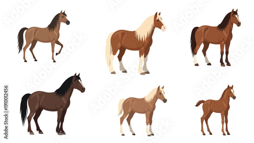 Set of diverse horse breeds and a foal. Flat vector illustration of domestic equines in various colors and poses, isolated.