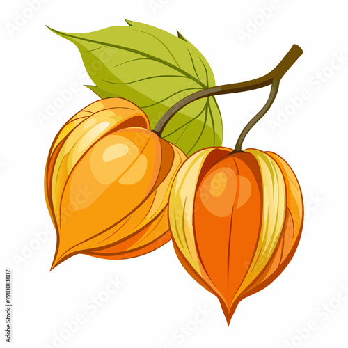 colorful illustration of a Fresh Physalis Fruit Isolated on White Background