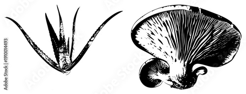 Botanical illustration of aloe vera leaf and oyster mushroom, stylized with high contrast ink, natural forms rendered in graphic vector art, ideal for design or print.