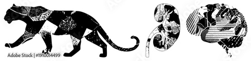 Black and white vector illustration of panther, kidney, and brain with halftone textures, medical and wildlife motifs, graphic design elements.