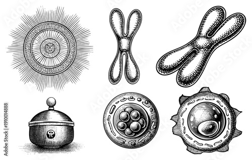 Black and white vector diagrams of chromosomes, cells, and suns in classic engraving style with hatching/stippling. Perfect for biology, astronomy, or vintage design.