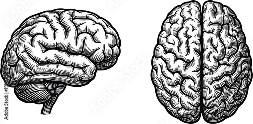 Human brain anatomy illustration showing detailed side and top views in engraved vintage style, neuroscience medical education concept isolated on white background