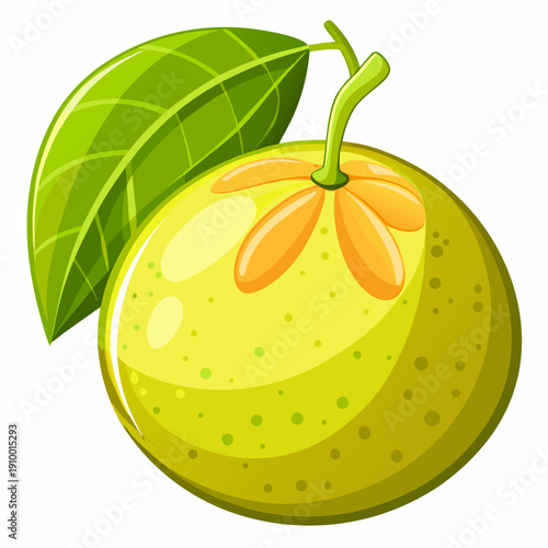 colorful illustration of a Fresh Pomelo Segments Top View