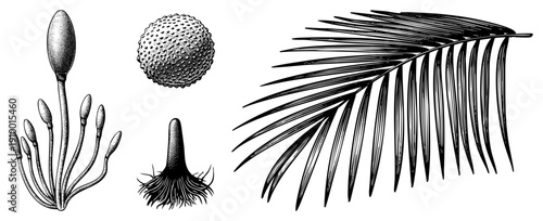 Detailed botanical drawings of plant reproductive and palm frond, vintage engraving style, scientific illustration, nature study, flora anatomy.