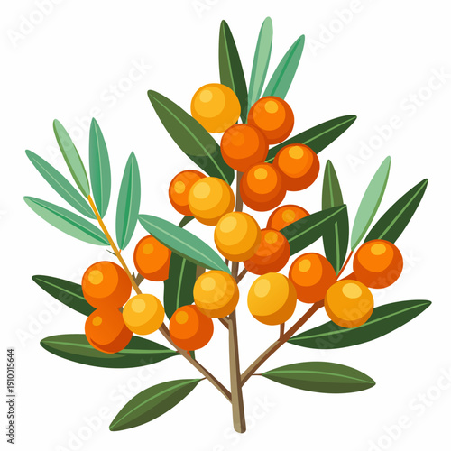 colorful illustration of a Ripe Sea Buckthorn Berries Close Up
