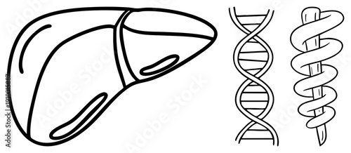 Liver organ, DNA double helix, spiral helicase enzyme, medical biology, genetic science, cellular function, black art, educational diagram.