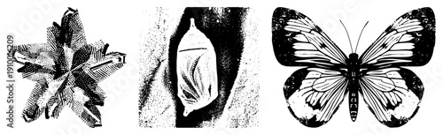 Vector halftone art of marine starfish, insect chrysalis, and butterfly wings,, stylized, nature motifs, isolated graphic elements.