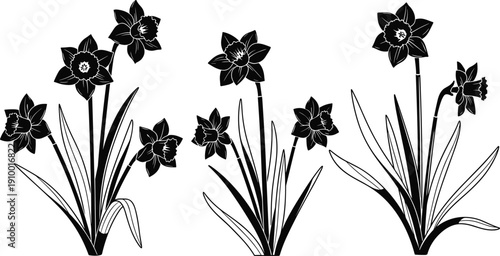 Black and white daffodil silhouette illustration featuring clusters of trumpet‑shaped flowers and slender leaves, perfect for botanical artwork, decorative design, and nature‑inspired projects.
