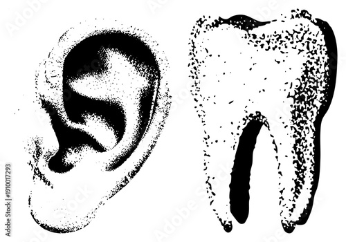 Medical anatomy clipart showing ear and tooth, halftone style, dental and system, black ink vector graphic, educational illustration.