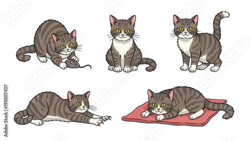 Cute Tabby Cat Poses Illustration Set with Various Activities: Sitting, Playing, Stretching, Lying Down