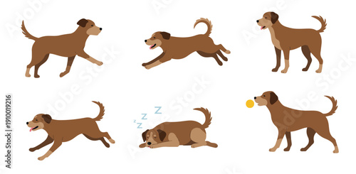 brown dog sitting running and playing in cute and joyful 