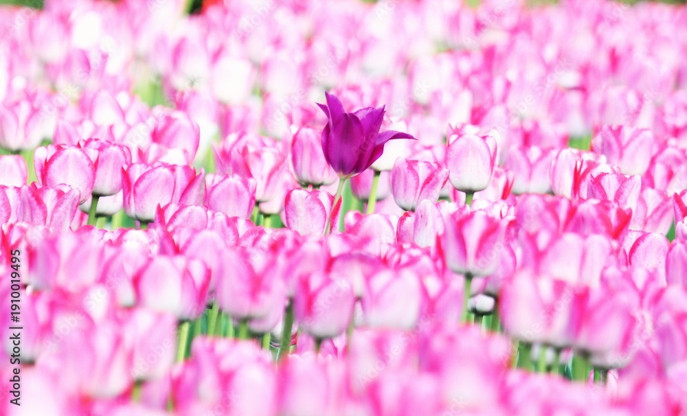 Fototapeta premium pink tulips in spring