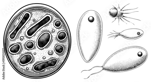 Scientific illustration of bacterial growth and protozoan cells, including flagellated and amoeboid forms, for microbiology education.