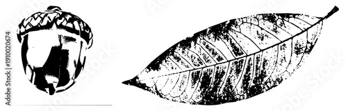 Detailed botanical vector art of acorn and leaf, nature illustration, eco design, black and white graphic, organic shapes, natural textures.