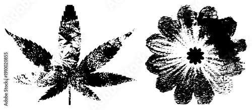 Graphic design of marijuana leaf and flower, halftone, black and white, isolated vector art,, botanical illustration.