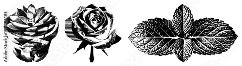 Black and white halftone botanicals succulent, rose, mint leaves. Stylized vector art with dot, ideal for print or digital design. Botanical illustration, graphic elements.