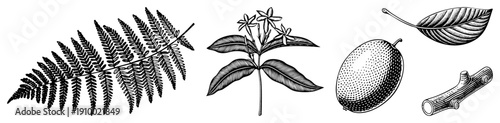 Detailed black and white botanical drawings of fern frond, star shaped flower, mango fruit, and tree branch, rendered in halftone dot and fine art for scientific or decorative use.