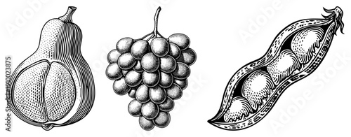 Classic halftone fruit sketches, pear with section, grape bunch, pea pod with seeds, engraved botanical style, vector art.