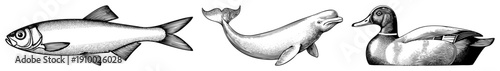 Classic engraved style halftone illustrations of fish, dolphin, and duck, vintage wildlife art, vector graphics, naturalist sketches, aquatic and avian subjects.