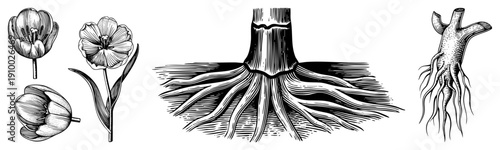 Tulip flower anatomy with stem and leaf, root structure, botanical study, plant science diagram, horticultural reference.