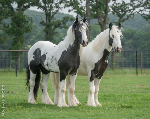 Pair of juvenile Gypsy Vanner Horse colts stand together in grass field