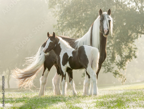 adult female Gypsy Vanner Horse mare stands with foal baby in early morning misty grass field